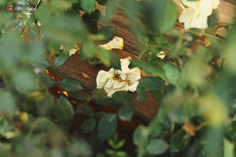 Hình ảnh xấu xí tại lễ hội hoa hồng Bulgaria: Người dân trèo rào, kéo hoa bất chấp để chụp ảnh